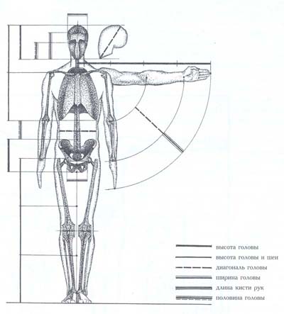 Пропорции тела
