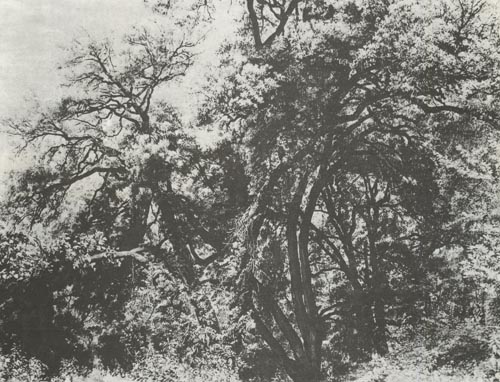 А. Иванов. Дерево в парке Киджи. 1843.